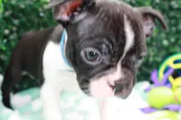 Burno, a male Frenchton for sale in Santa Barbara, CA – Photo 10 of 10