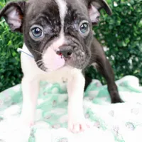 Bruno, a male Frenchton for sale in Santa Barbara, CA – Photo 3 of 10