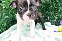 Burno, a male Frenchton for sale in Santa Barbara, CA – Photo 3 of 10