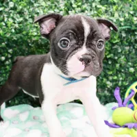 Bruno, a male Frenchton for sale in Santa Barbara, CA – Photo 2 of 10