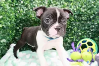 Burno, a male Frenchton for sale in Santa Barbara, CA – Photo 2 of 10