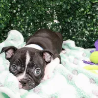 Bruno, a male Frenchton for sale in Santa Barbara, CA – Photo 7 of 10