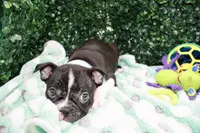 Burno, a male Frenchton for sale in Santa Barbara, CA – Photo 7 of 10