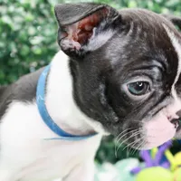 Bruno, a male Frenchton for sale in Santa Barbara, CA – Photo 6 of 10