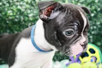 Burno, a male Frenchton for sale in Santa Barbara, CA – Photo 6 of 10