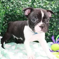 Bruno, a male Frenchton for sale in Santa Barbara, CA – Photo 1 of 10