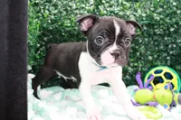 Burno, a male Frenchton for sale in Santa Barbara, CA – Photo 1 of 10