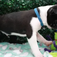 Bruno, a male Frenchton for sale in Santa Barbara, CA – Photo 9 of 10