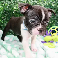 Bruno, a male Frenchton for sale in Santa Barbara, CA – Photo 4 of 10