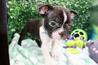 Burno, a male Frenchton for sale in Santa Barbara, CA – Photo 4 of 10