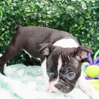 Bruno, a male Frenchton for sale in Santa Barbara, CA – Photo 5 of 10
