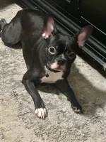 Bella, a female Frenchton for sale in Santa Barbara, CA – 5 of 5