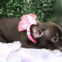 Bella, a female Frenchton for sale in Santa Barbara, CA – Photo 4 of 6