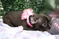 Bella, a female Frenchton for sale in Santa Barbara, CA – Photo 4 of 6