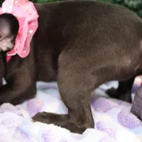 Bella, a female Frenchton for sale in Santa Barbara, CA – Photo 3 of 6