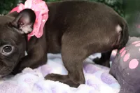 Bella, a female Frenchton for sale in Santa Barbara, CA – Photo 3 of 6