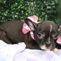 Bella, a female Frenchton for sale in Santa Barbara, CA – Photo 2 of 6