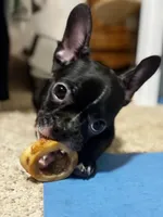 Bella, a female Frenchton for sale in Santa Barbara, CA – 2 of 2