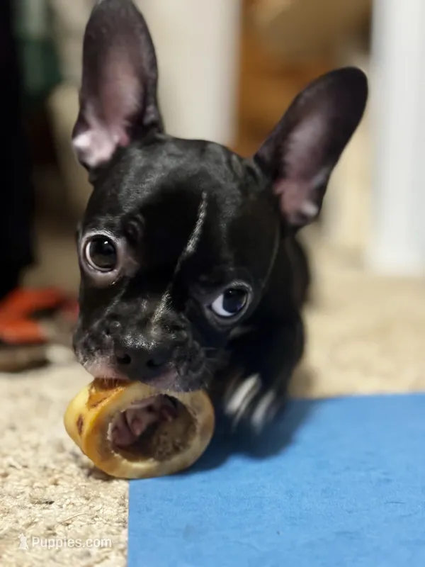 Bella – Frenchton puppy for sale in Santa Barbara, CA