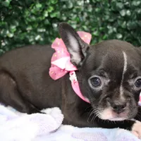 Bella, a female Frenchton for sale in Santa Barbara, CA – Photo 5 of 6