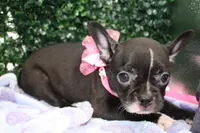 Bella, a female Frenchton for sale in Santa Barbara, CA – Photo 5 of 6