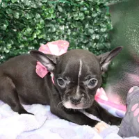 Bella, a female Frenchton for sale in Santa Barbara, CA – Photo 6 of 6