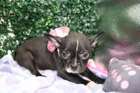 Bella, a female Frenchton for sale in Santa Barbara, CA – Photo 6 of 6