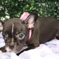 Bella, a female Frenchton for sale in Santa Barbara, CA – Photo 1 of 6