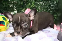 Bella, a female Frenchton for sale in Santa Barbara, CA – Photo 1 of 6