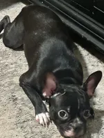 Bella, a female Frenchton for sale in Santa Barbara, CA – 4 of 5