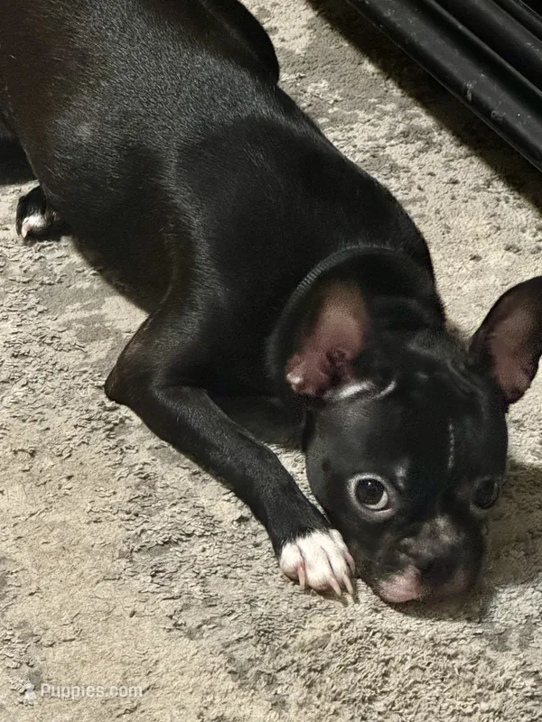Bella – Frenchton puppy for sale in Santa Barbara, CA