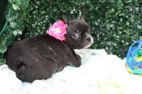 Stella, a female Frenchton for sale in Santa Barbara, CA – Photo 7 of 9