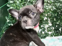 Stella, a female Frenchton for sale in Santa Barbara, CA – Photo 4 of 9