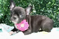 Stella, a female Frenchton for sale in Santa Barbara, CA – Photo 3 of 9