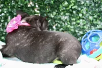 Stella, a female Frenchton for sale in Santa Barbara, CA – Photo 2 of 9