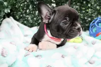 Stella, a female Frenchton for sale in Santa Barbara, CA – Photo 1 of 9