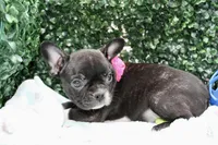 Stella, a female Frenchton for sale in Santa Barbara, CA – Photo 5 of 9