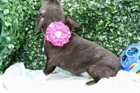 Stella, a female Frenchton for sale in Santa Barbara, CA – Photo 6 of 9