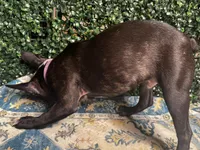 Levi, a male Frenchton for sale in Santa Barbara, CA – Photo 8 of 8