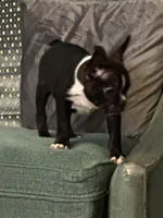 Levi, a male Frenchton for sale in Santa Barbara, CA – Photo 2 of 8