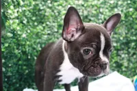Levi, a male Frenchton for sale in Santa Barbara, CA – Photo 6 of 8