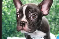Levi, a male Frenchton for sale in Santa Barbara, CA – Photo 7 of 8