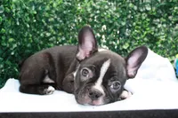 Levi, a male Frenchton for sale in Santa Barbara, CA – Photo 1 of 8