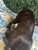 Levi, a male Frenchton for sale in Santa Barbara, CA – Photo 3 of 8