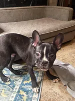 Levi, a male Frenchton for sale in Santa Barbara, CA – Photo 7 of 8