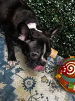 Levi, a male Frenchton for sale in Santa Barbara, CA – Photo 5 of 8