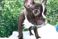 Levi, a male Frenchton for sale in Santa Barbara, CA – Photo 3 of 8