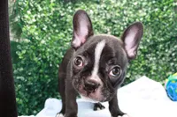 Levi, a male Frenchton for sale in Santa Barbara, CA – Photo 8 of 8