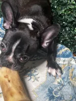 Levi, a male Frenchton for sale in Santa Barbara, CA – Photo 6 of 8