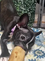 Levi, a male Frenchton for sale in Santa Barbara, CA – Photo 4 of 8